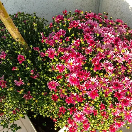 Japanski Vrt, Centar Lejlighed *