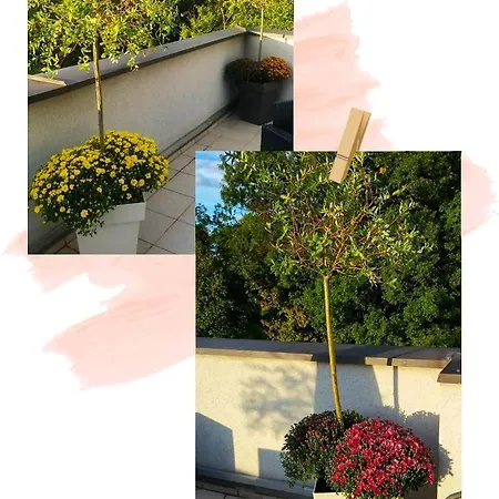 Japanski Vrt, Centar Lejlighed Vrnjačka Banja