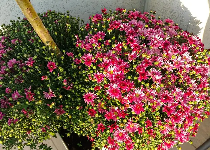 Japanski Vrt, Centar 公寓 *